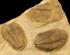 Asaphid Trilobite Mortality Plate - Morocco #134298-1